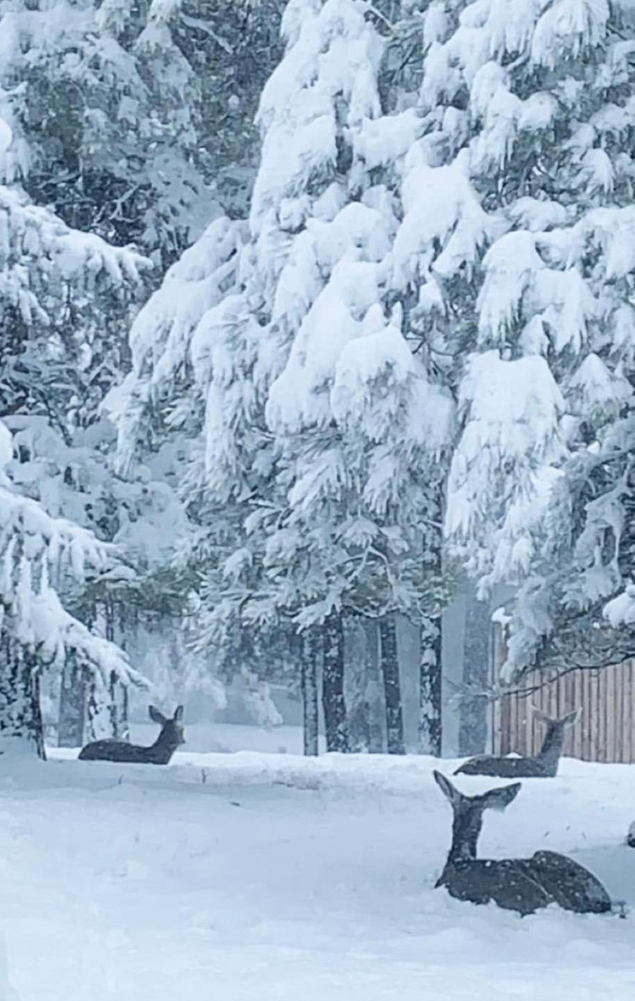Kathys Cabin, King Bed, Hot Tub, Near-Nau & Downtown Attractions, Perfect Year-Round Mountain Getaway Flagstaff Ngoại thất bức ảnh